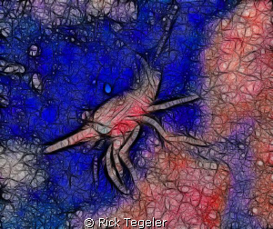 Lion Island big-eyed wreck shrimp... Enjoy! by Rick Tegeler 